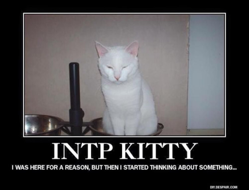 INTP Kitty